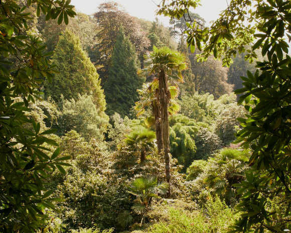 View of the trees in one of Cornwall's Gardens