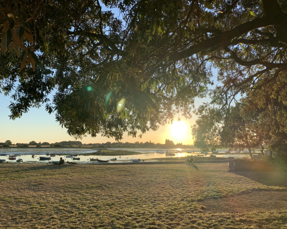 Sunset peaking through tree branches